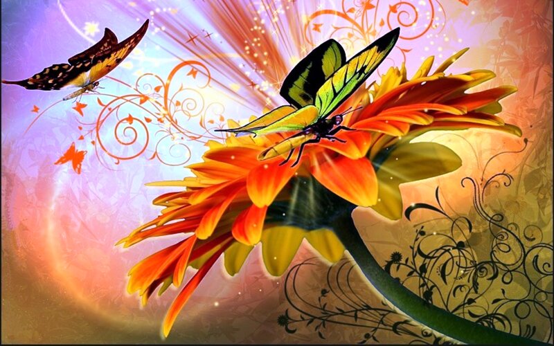 Butterflies on a Flower — Orange