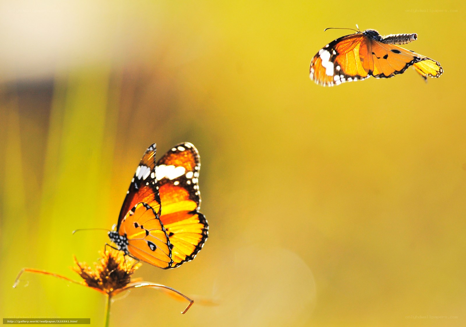 Butterflies on a flower