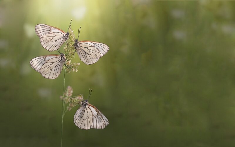 Butterflies on a grass stem