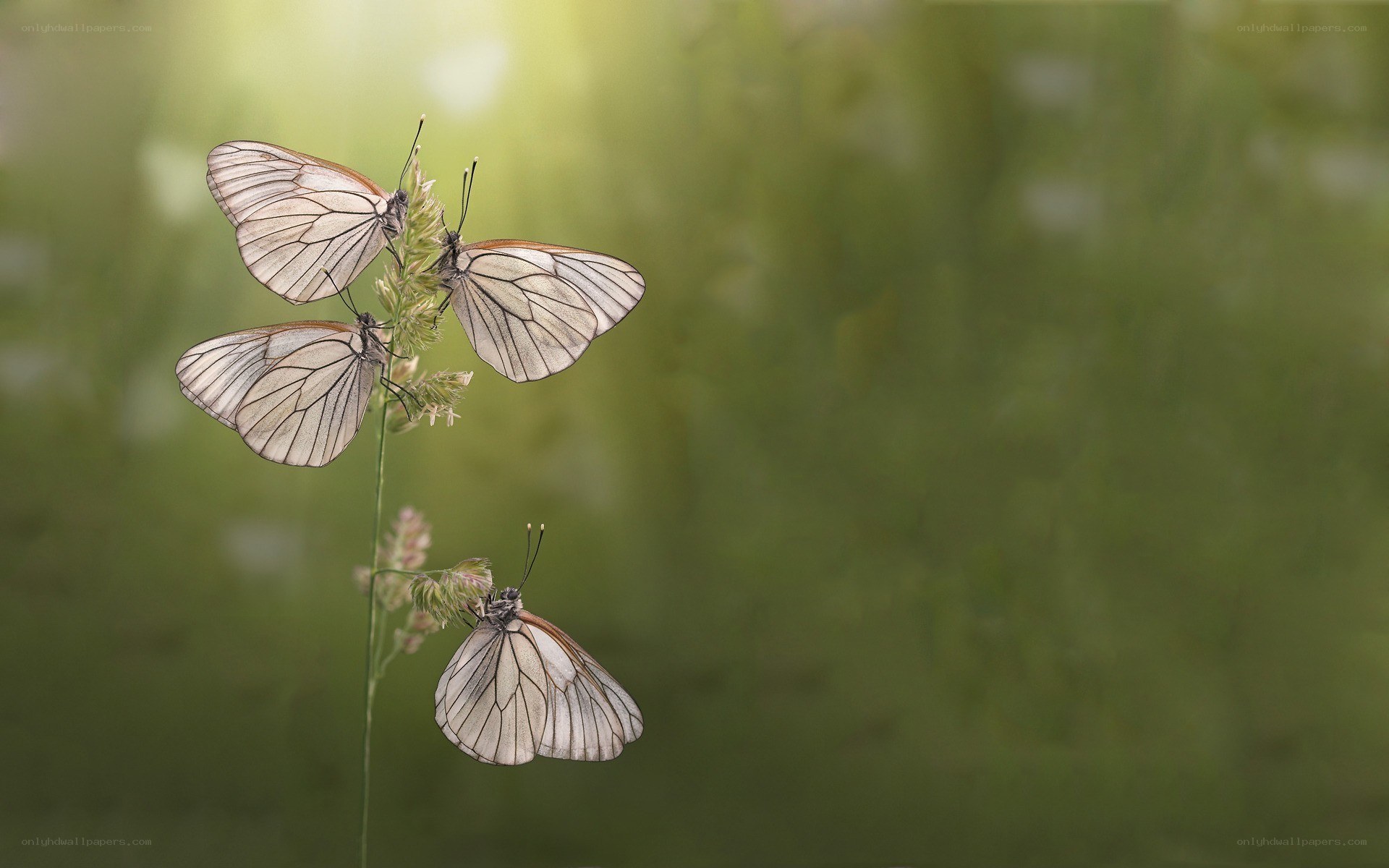 Butterflies on a grass stem
