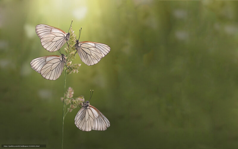 Butterflies on a grass stem