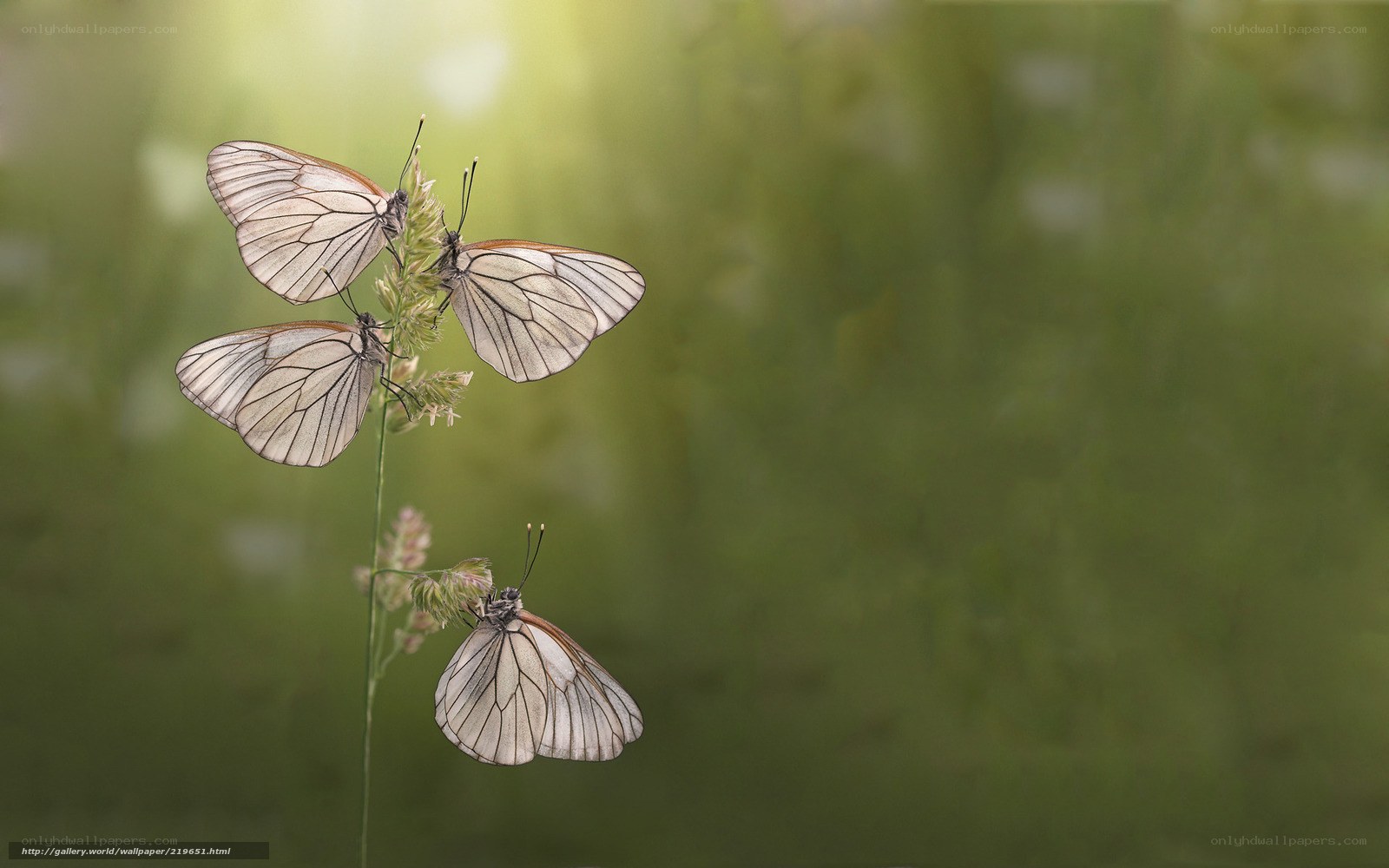 Butterflies on a grass stem