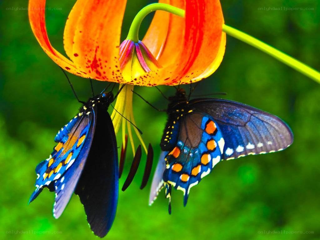 Butterflies on a lily
