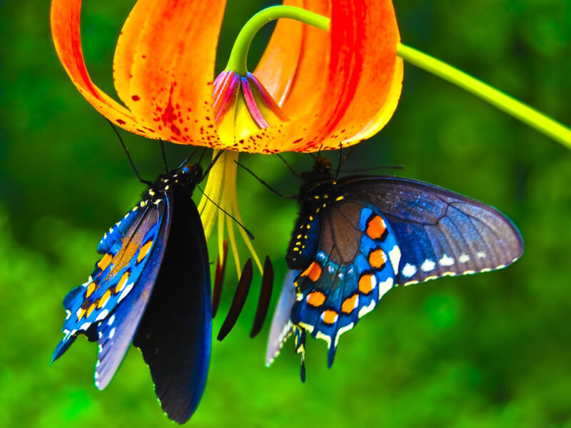 Butterflies on a lily