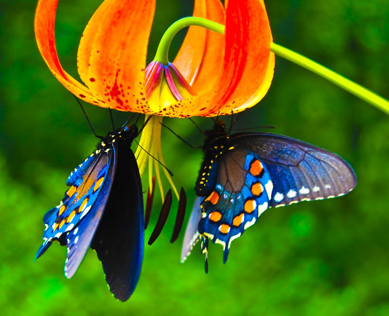 Butterflies on a lily