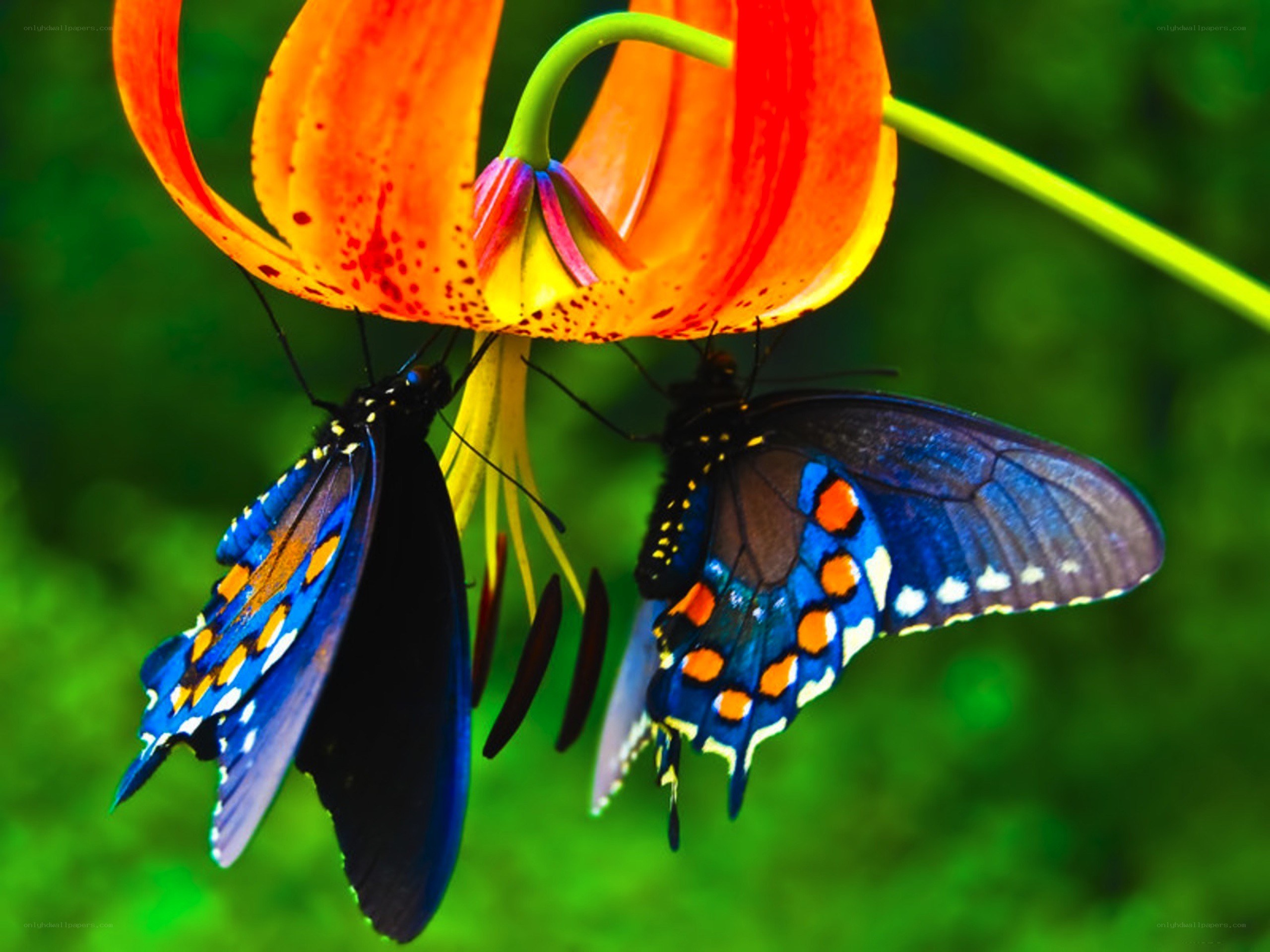 Butterflies on a lily