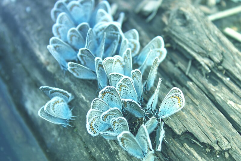 butterflies on a log