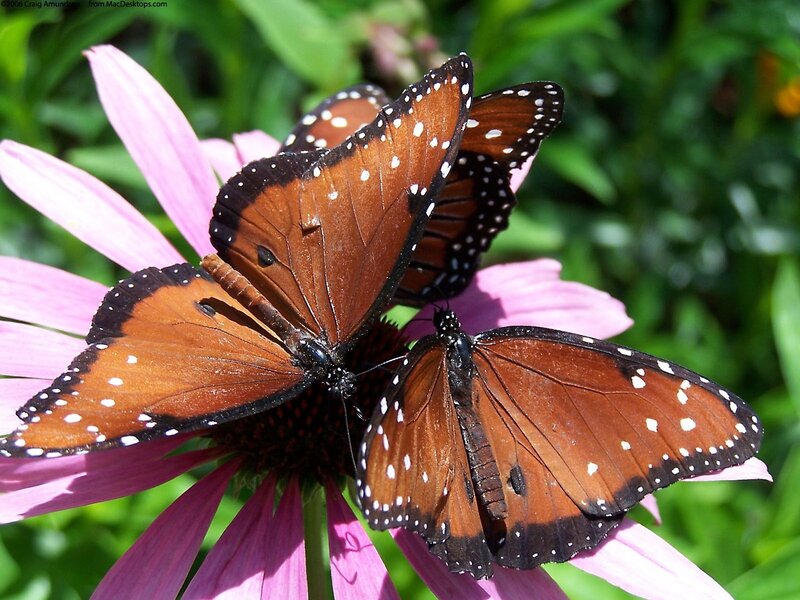 Butterflies on a pink flower