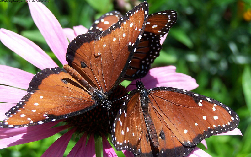 Butterflies on a pink flower