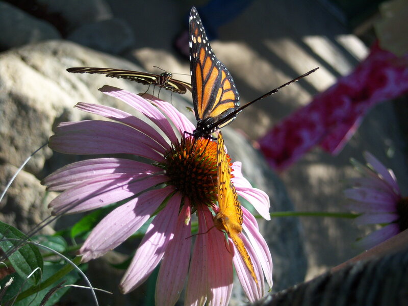 Butterflies on a pink flower