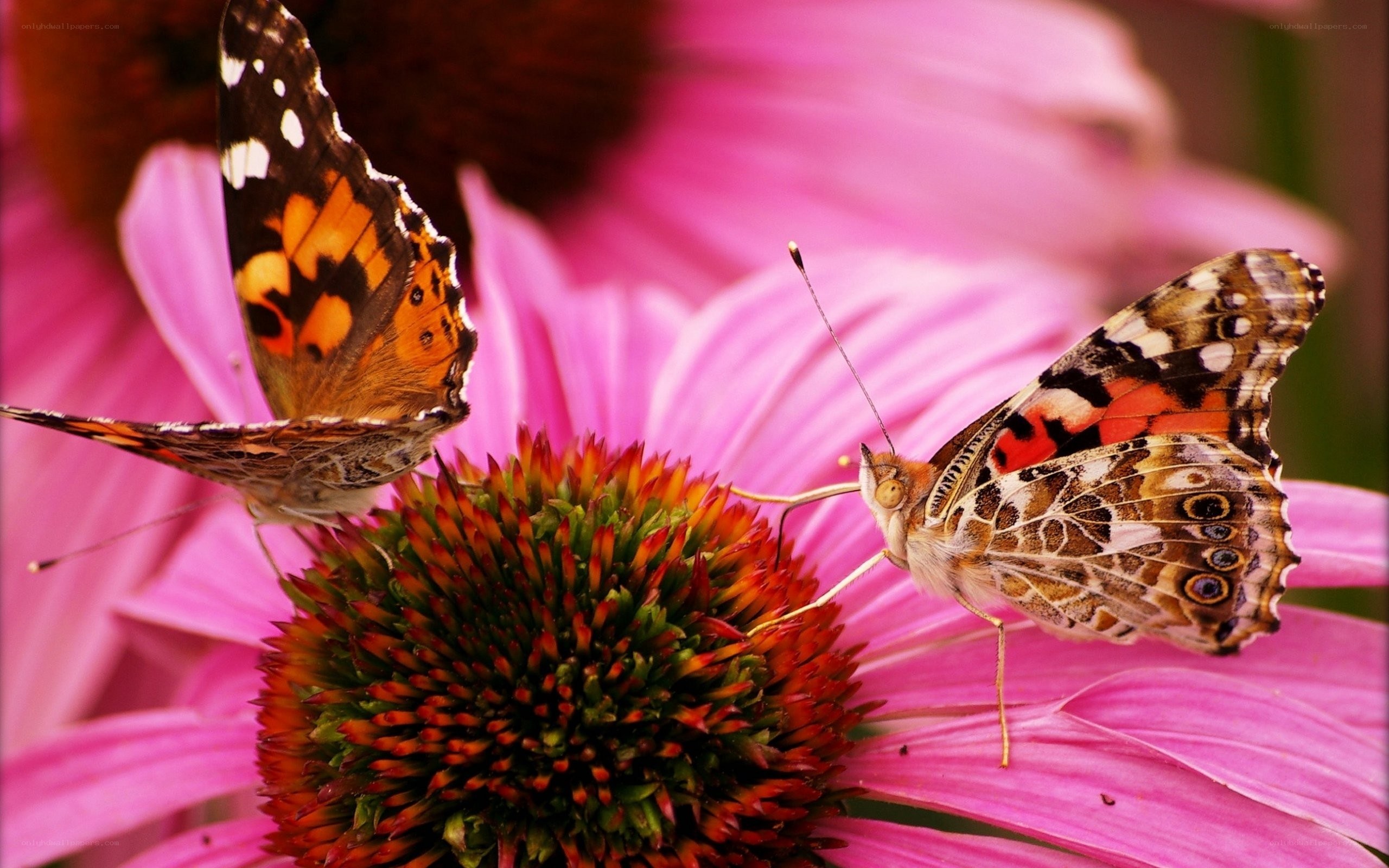 Butterflies on a pink flower