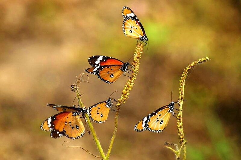 Butterflies on a plant stem