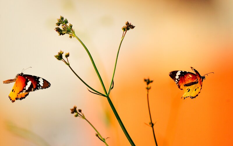Butterflies on a plant