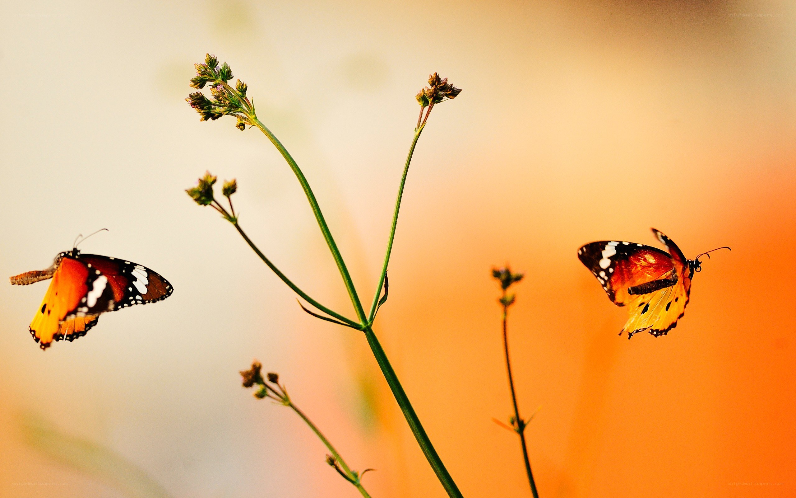 Butterflies on a plant
