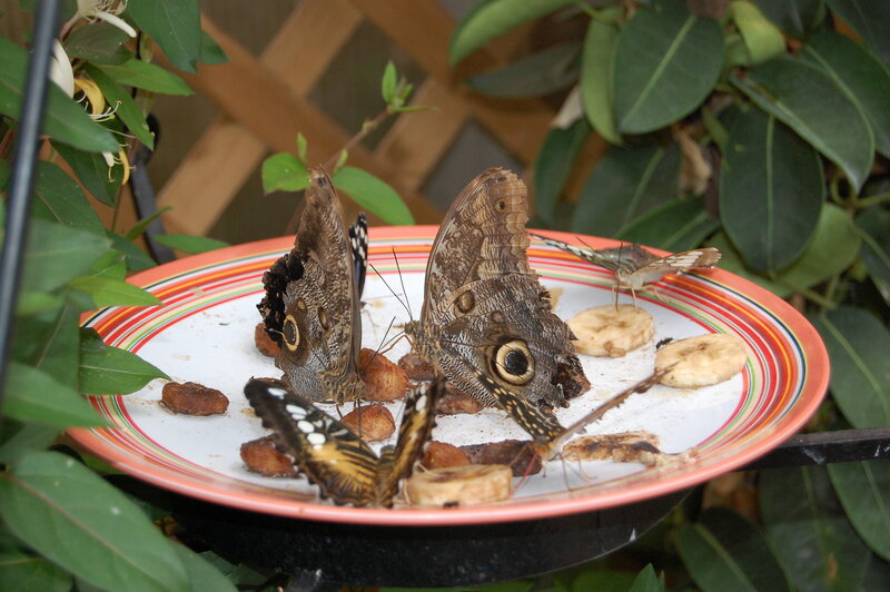 Butterflies on a Plate