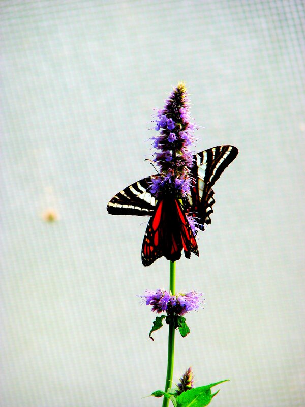 Butterflies on a purple flower