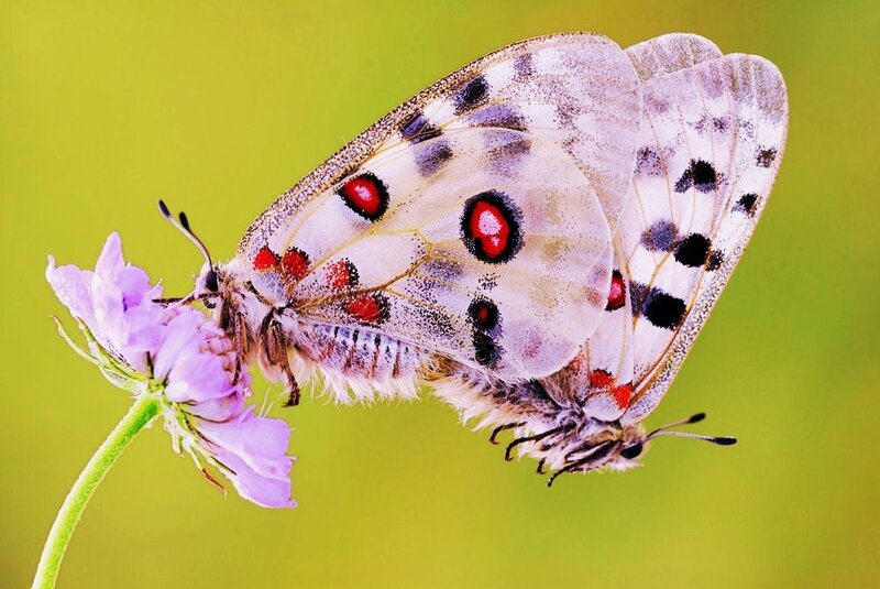 Butterflies on a purple flower
