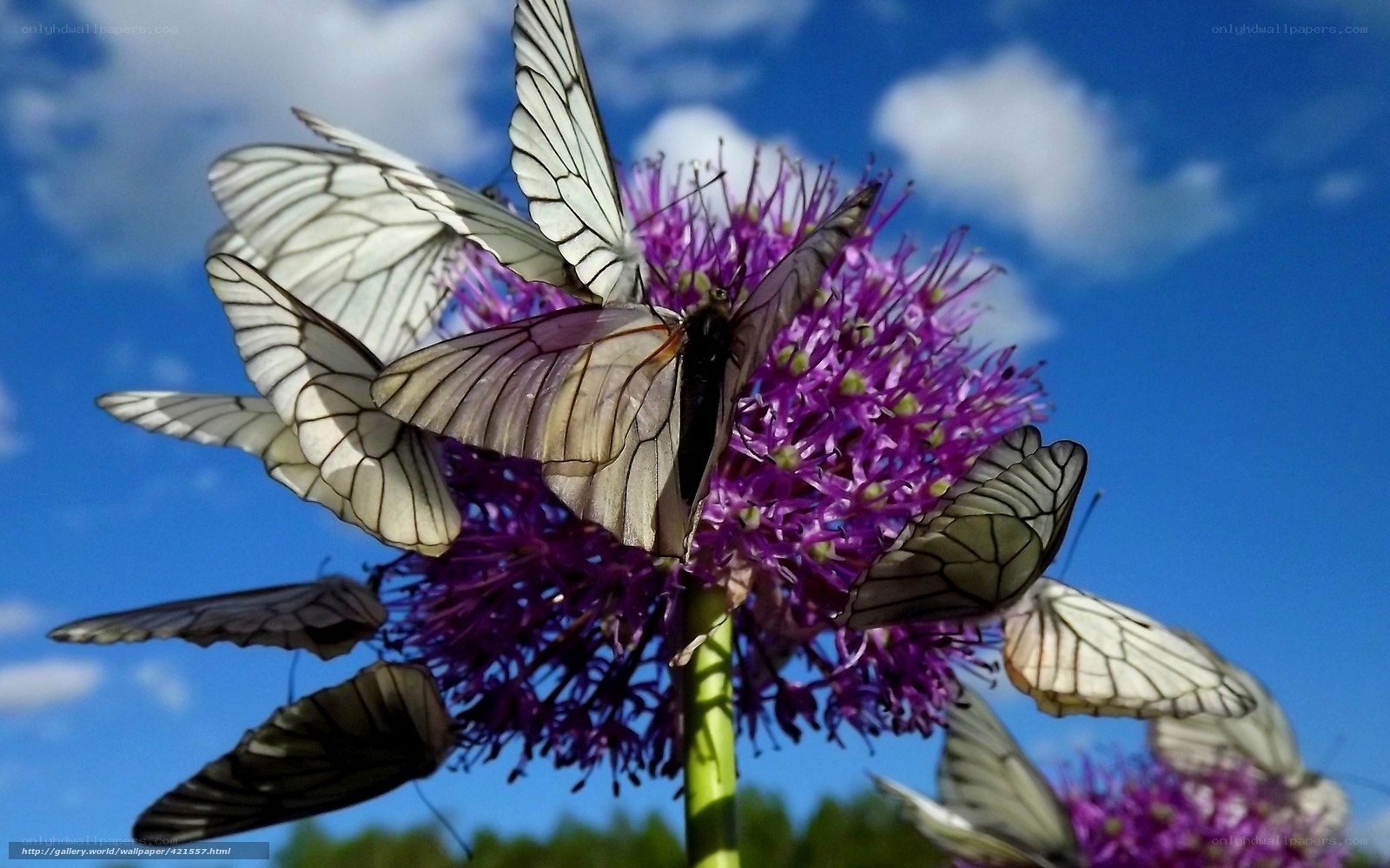 Butterflies on a purple flower