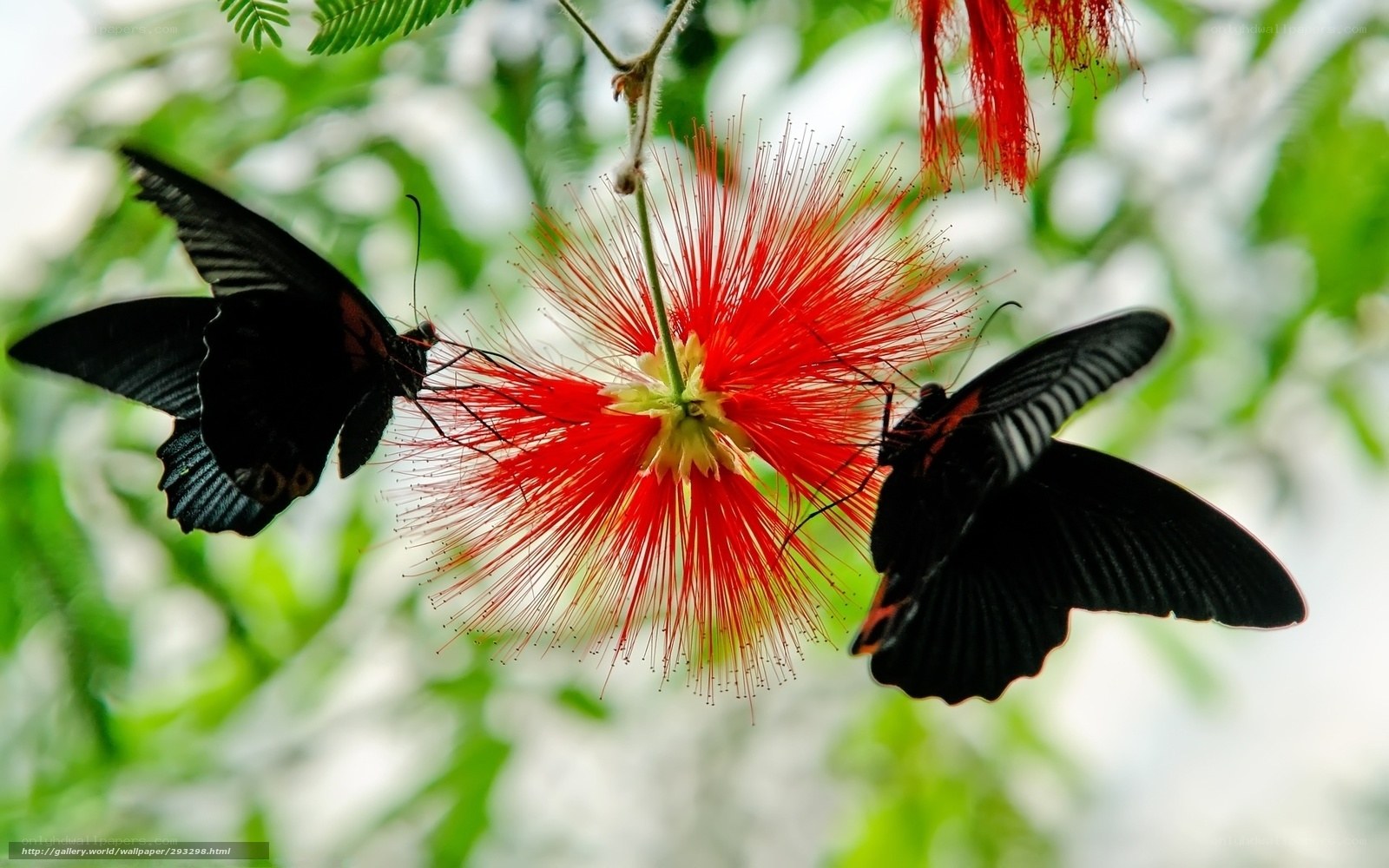 Butterflies on a red flower