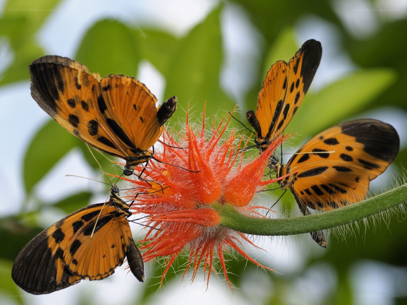 Butterflies on a red flower