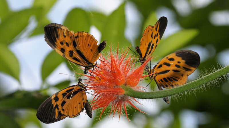 butterflies on a red flower