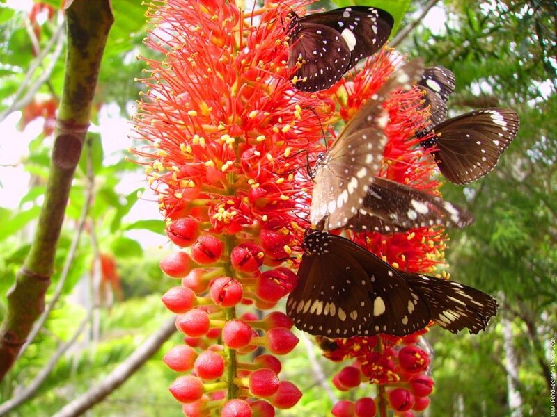 Butterflies on a red flower