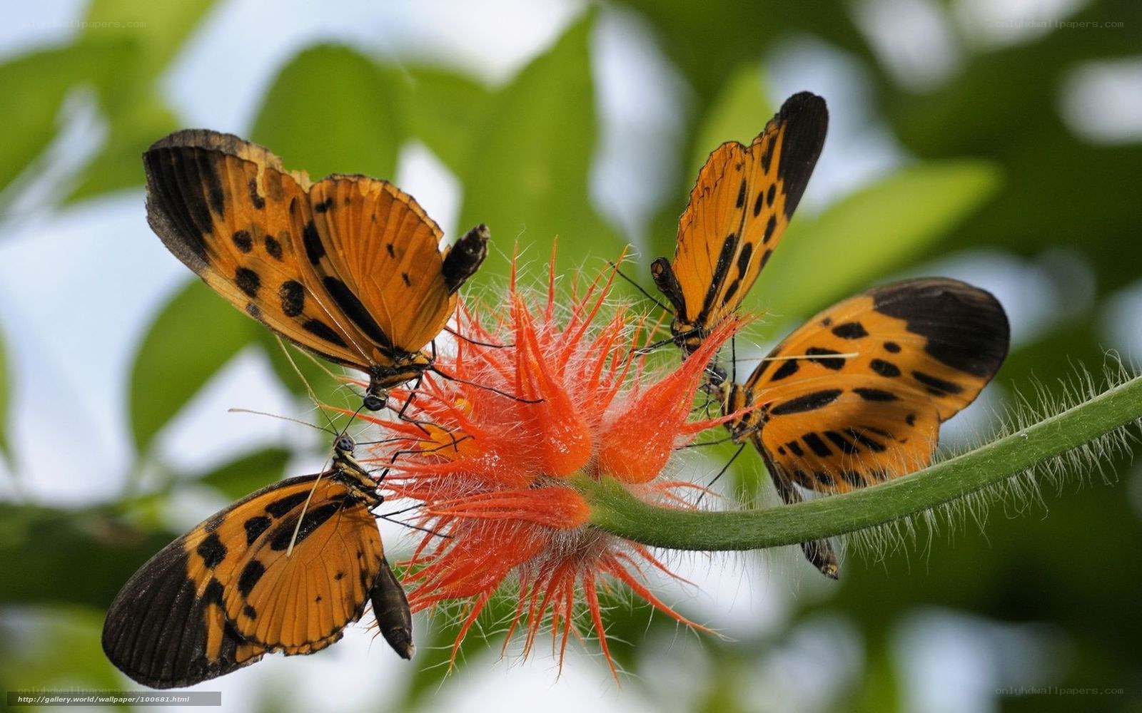 Butterflies on a red flower