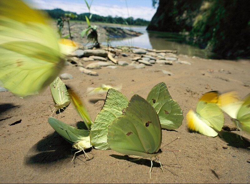 Butterflies on a riverbank