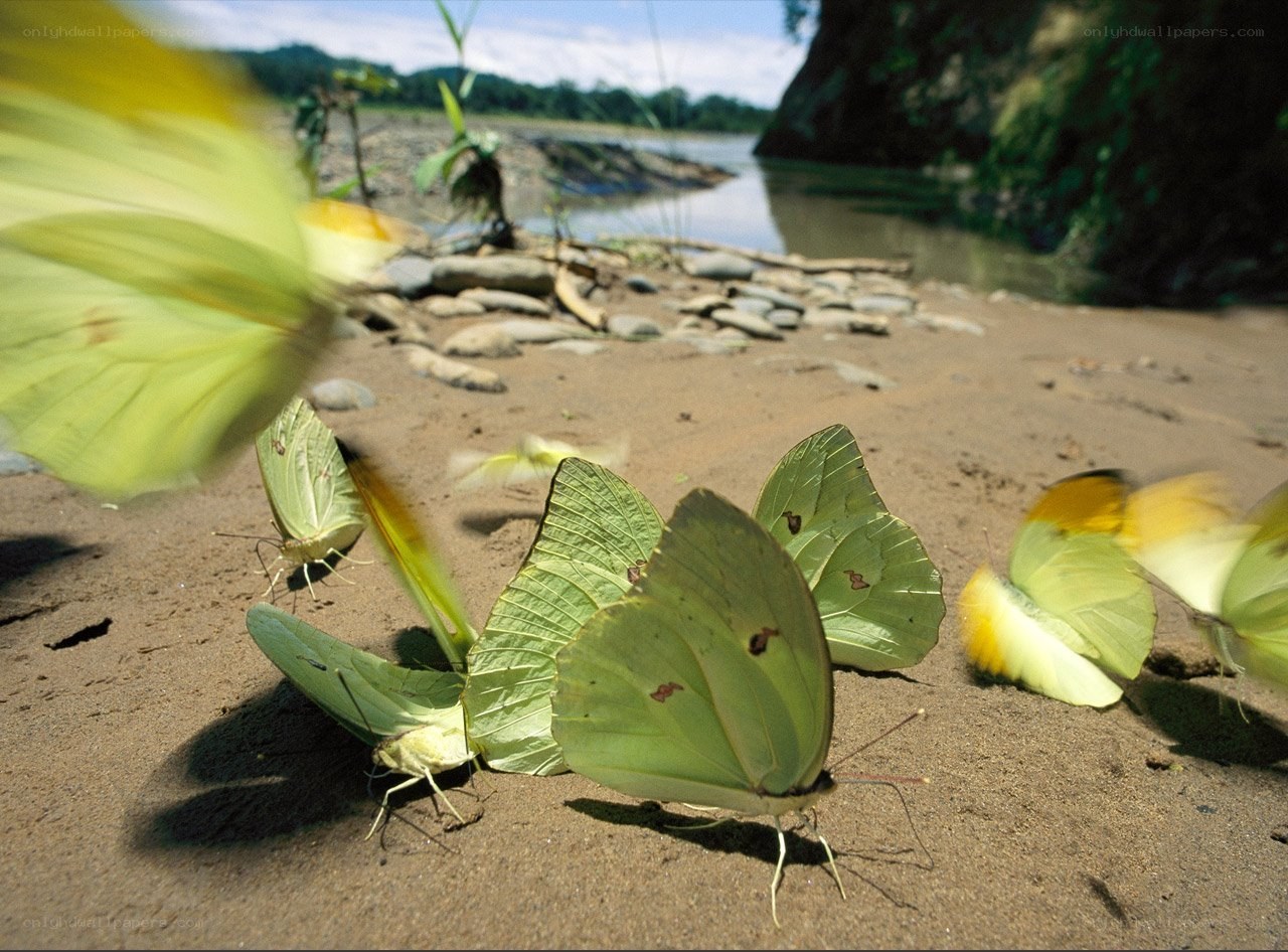 Butterflies on a riverbank