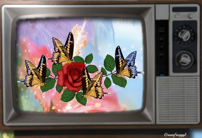 Butterflies on a Rose