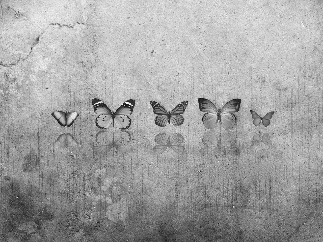 butterflies on a textured surface