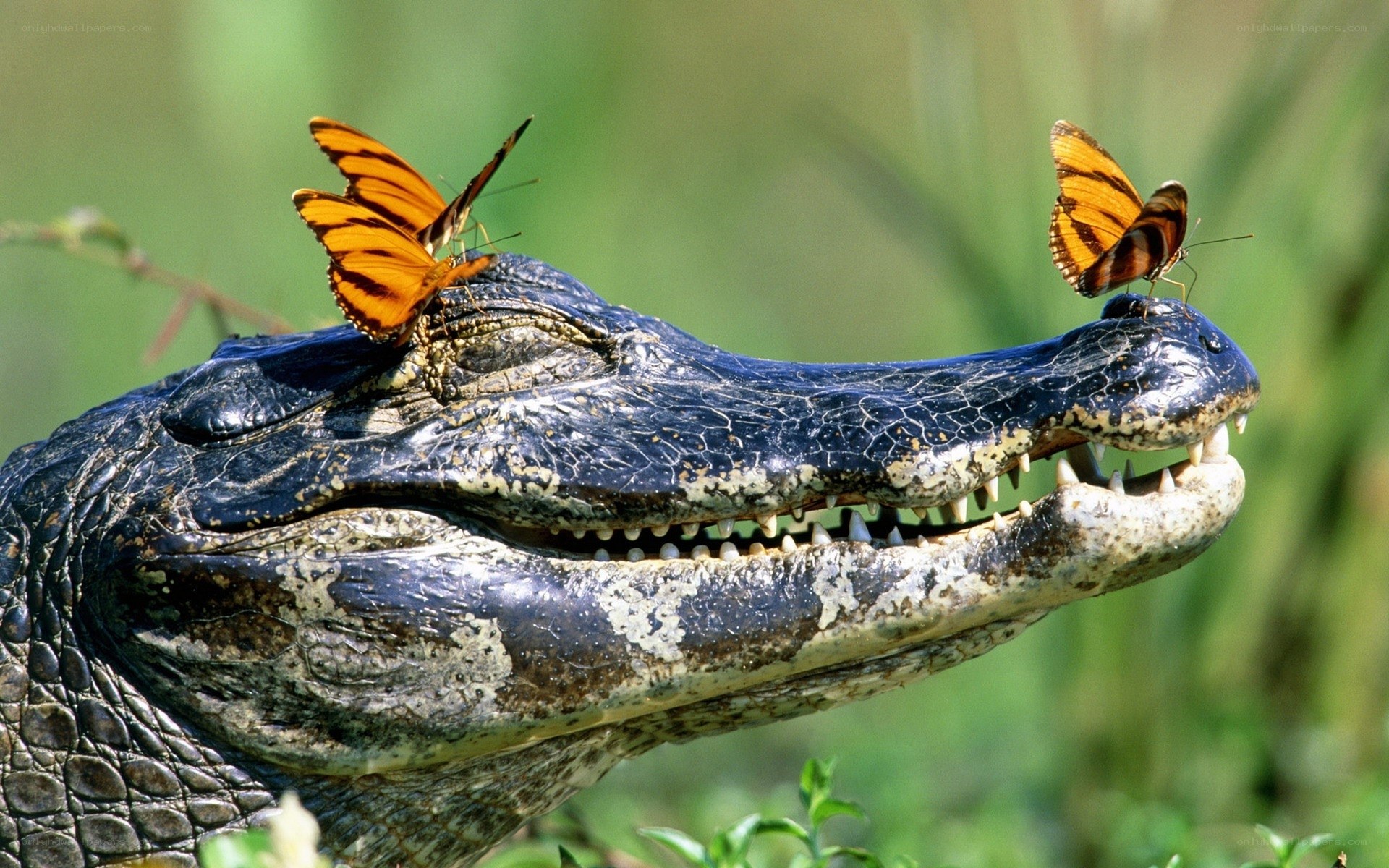 Butterflies on alligator head