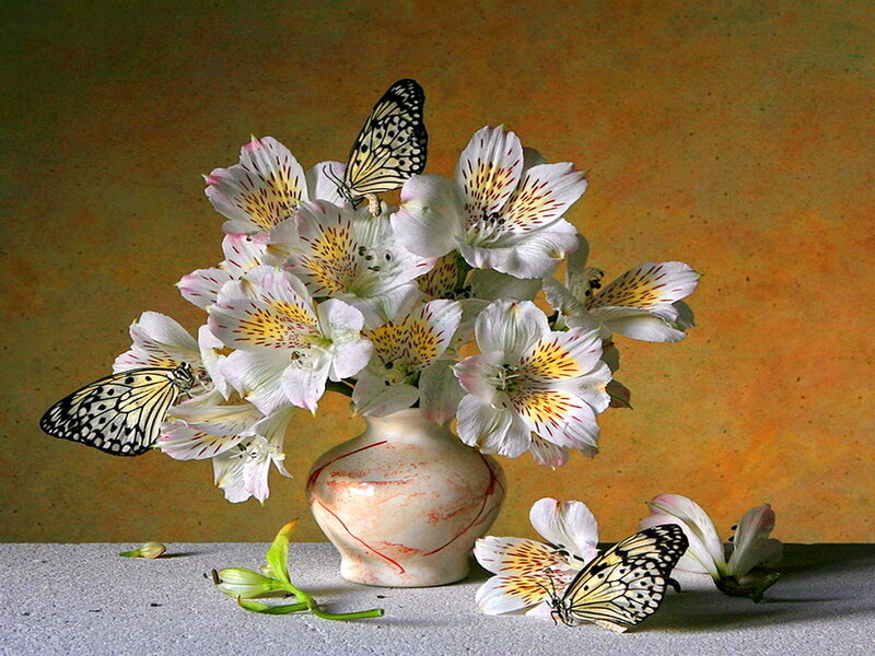 Butterflies on Alstroemeria