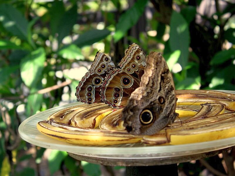 Butterflies on Banana
