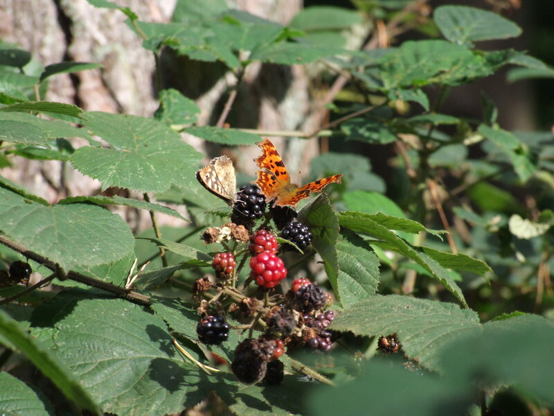 Butterflies on blackberry bush