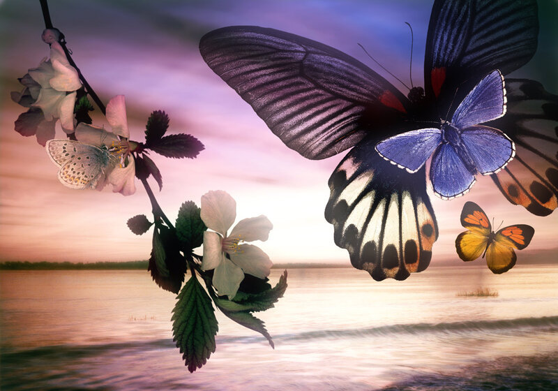 Butterflies on Blossoms