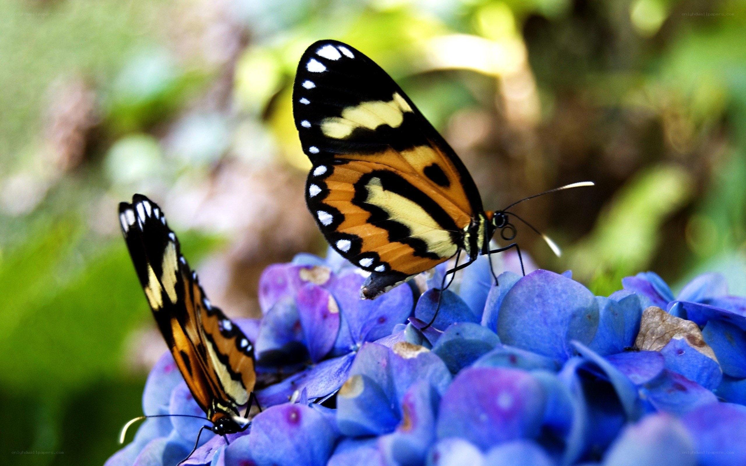 Butterflies on blue flowers