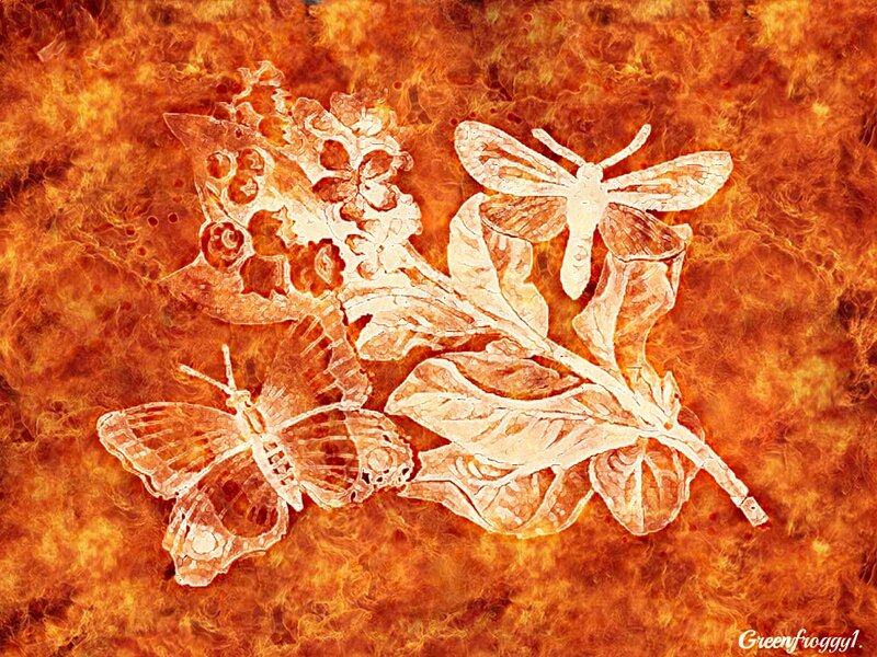 Butterflies on Branch — Orange