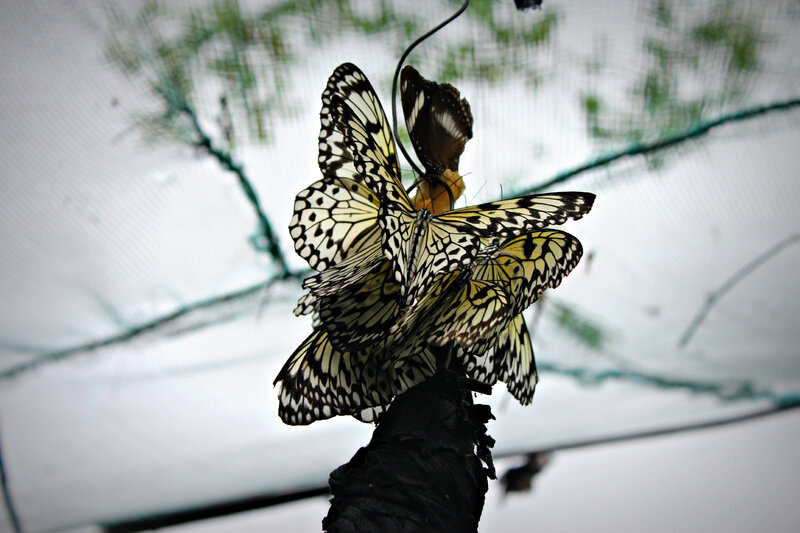 Butterflies on Branch