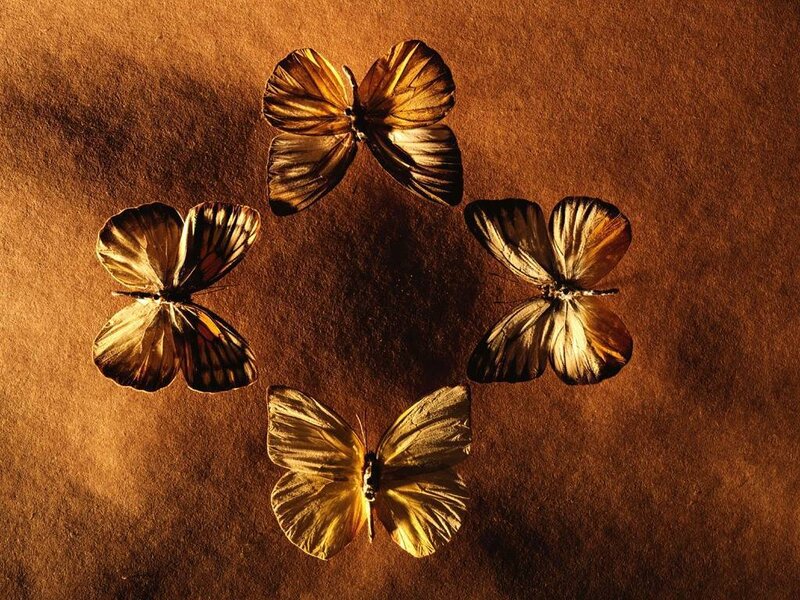 butterflies on brown surface