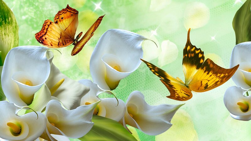 Butterflies on Calla Lilies