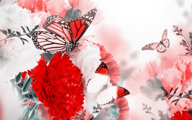 Butterflies on Carnations