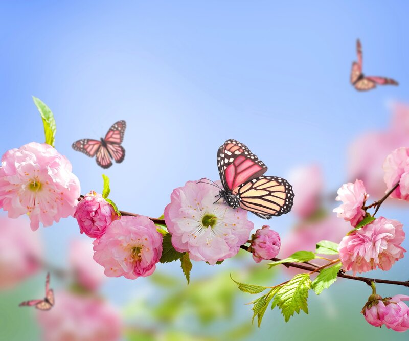 Butterflies on Cherry Blossoms — Pink, Serene, Spring