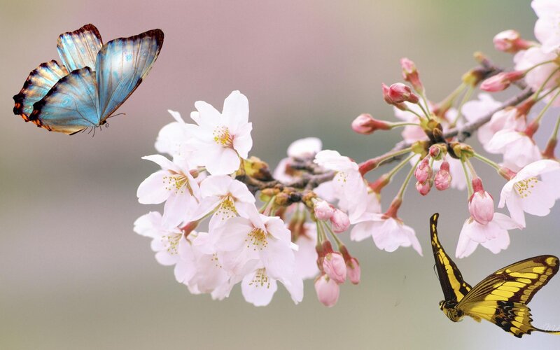 Butterflies on Cherry Blossoms — Pink, Serene
