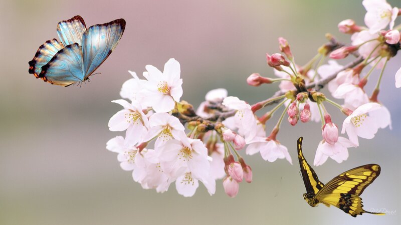 Butterflies on Cherry Blossoms