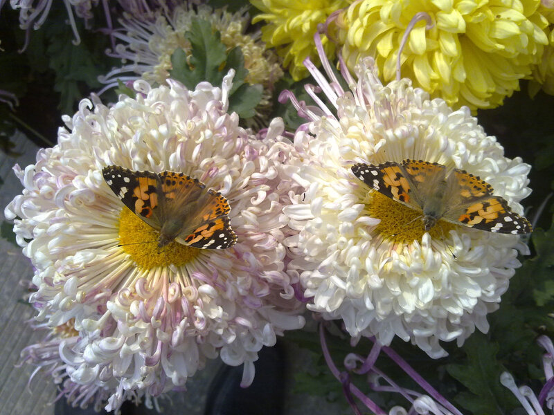 Butterflies on Chrysanthemums