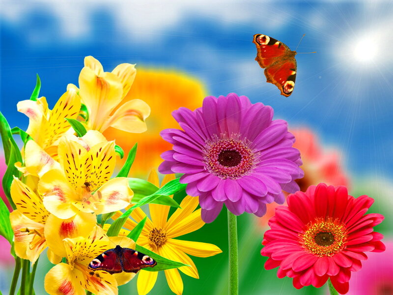 Butterflies on Colorful Flowers — Purple