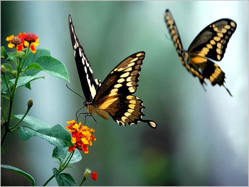 Butterflies on colorful flowers