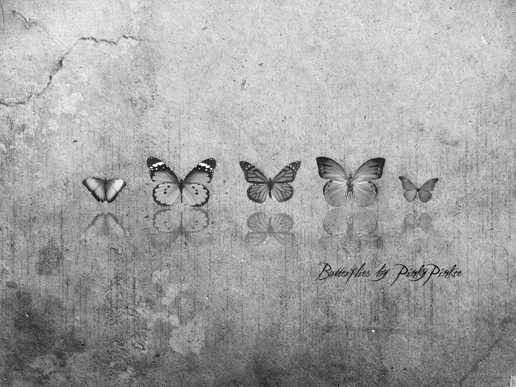 butterflies on concrete