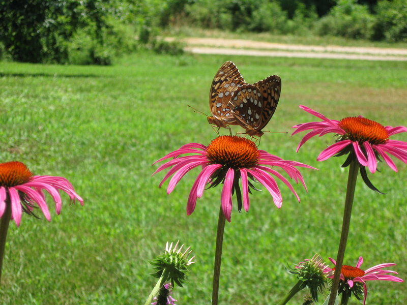 Butterflies on Coneflowers — Pink